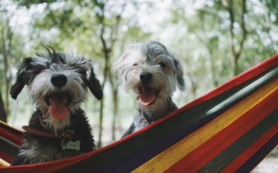 The benefits of using hemp gels and VETERCANN balms in animals