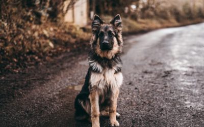 Effects and success of VETERCANN hemp products